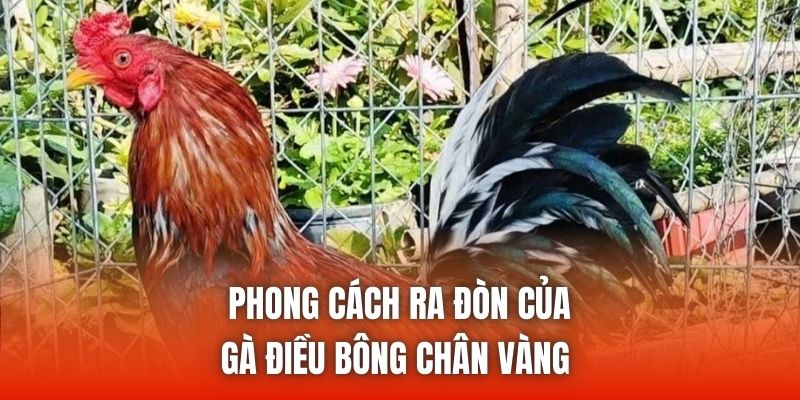 Phong cách ra đòn của gà điều bông chân vàng